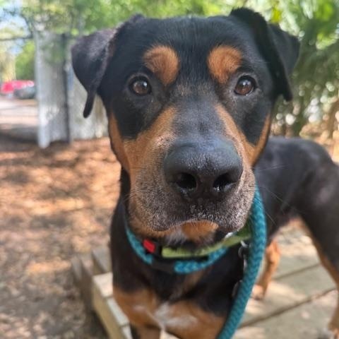 Bo-Berry, an adoptable mixed breed in Charleston, SC image 5/6