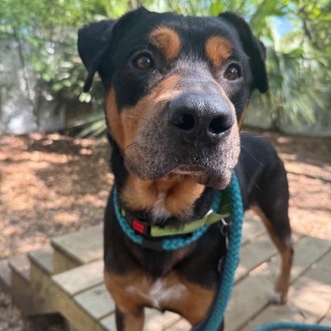 Bo-Berry, an adoptable mixed breed in Charleston, SC image 4/6