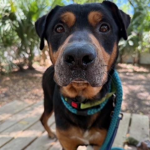 Bo-Berry, an adoptable mixed breed in Charleston, SC image 3/6