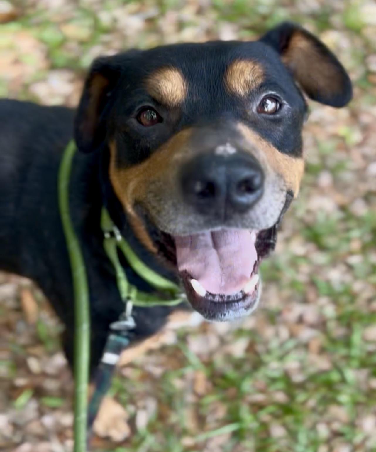 Bo-Berry, an adoptable mixed breed in Charleston, SC image 2/6