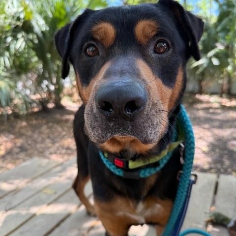 Bo-Berry, an adoptable mixed breed in Charleston, SC image 6/6