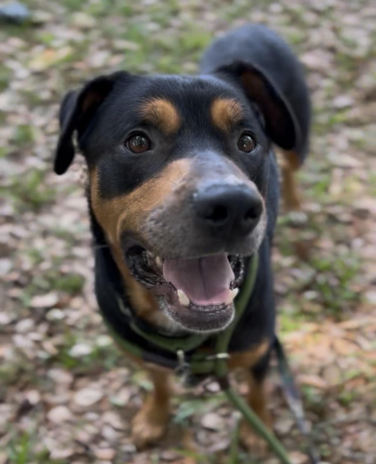 Bo-Berry, adoptable, Young Male Rottweiler & Mixed Breed.