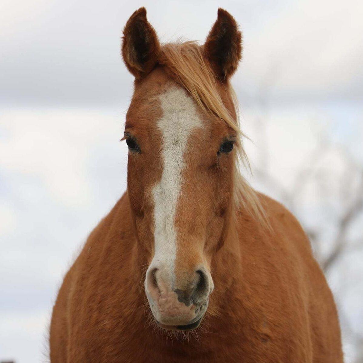 Vanessa, Adoptable, Adult Female Mustang.