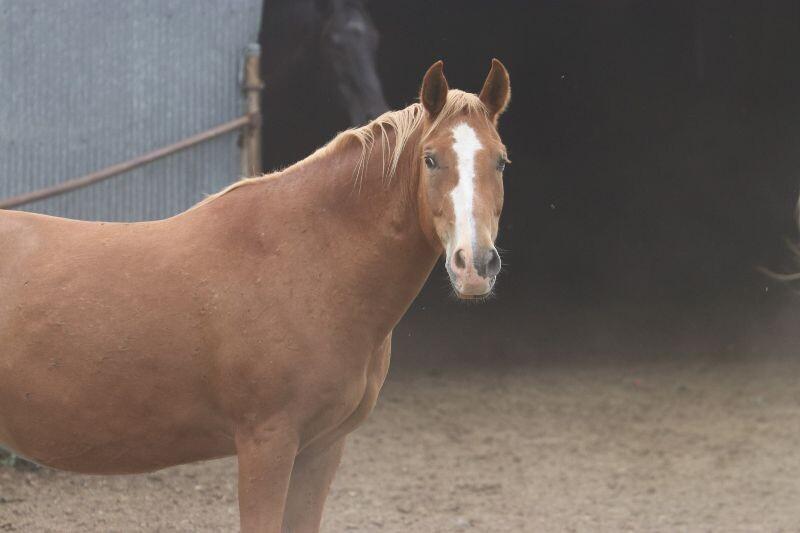 Enlarge Vanessa, a Adoptable Mustang in Scotland, SD image 2/4