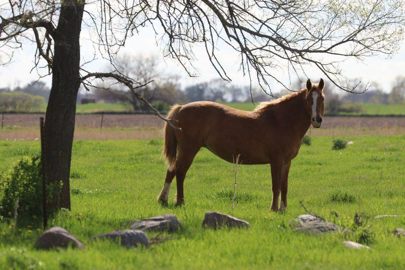 Enlarge Vanessa, a Adoptable Mustang in Scotland, SD image 3/4