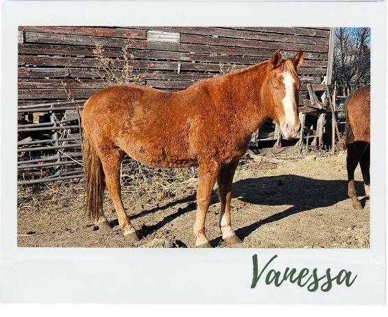 Enlarge Vanessa, a Adoptable Mustang in Scotland, SD image 4/4