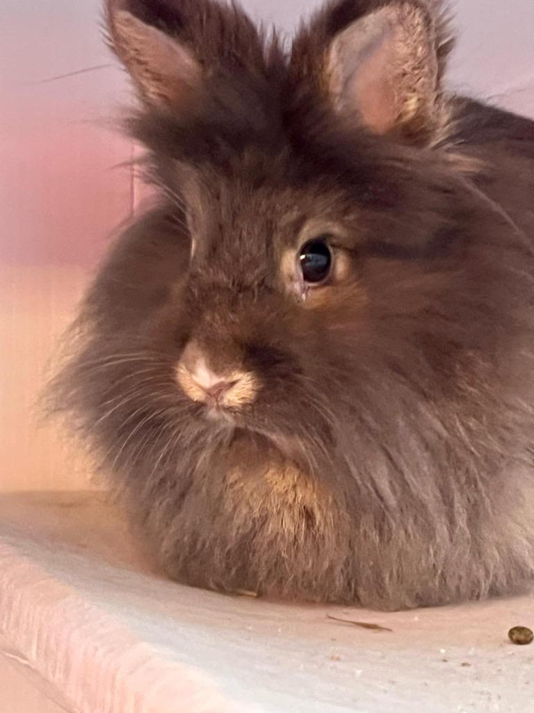 Lady Gray, Adoptable, Young Female Lionhead.