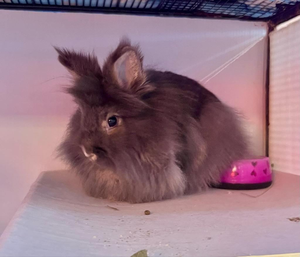Lady Gray, a Adoptable Lionhead in Sebastian, FL image 2/3