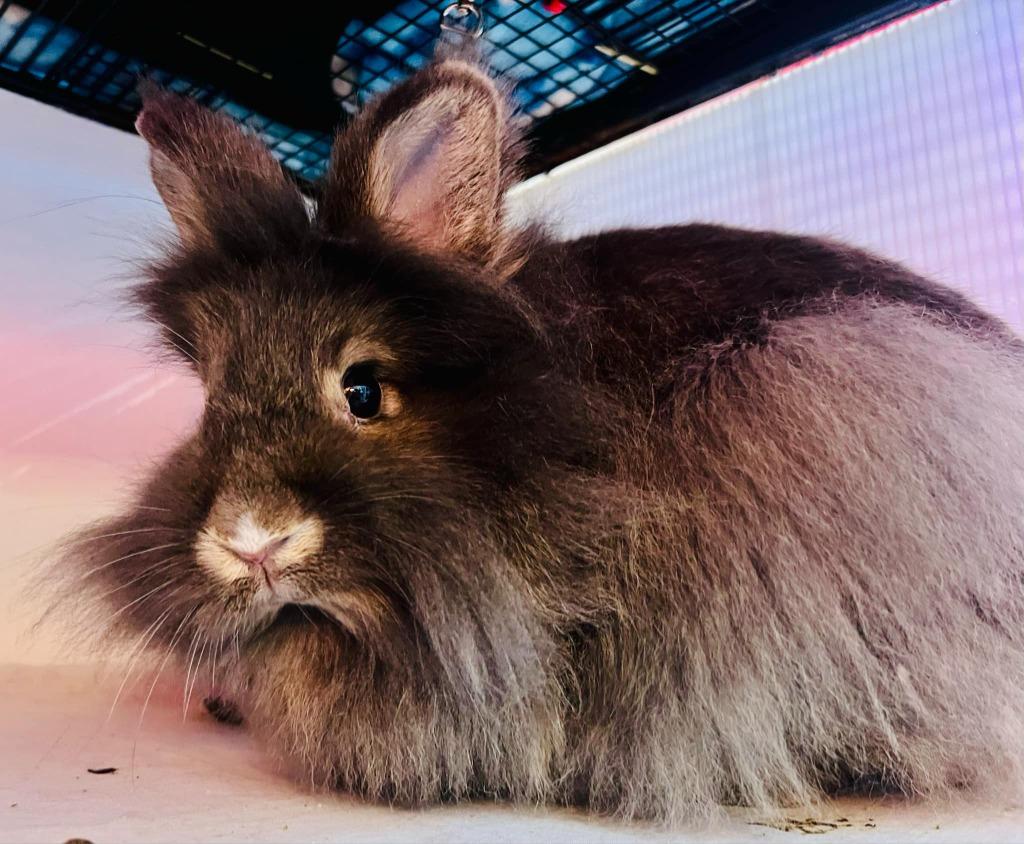 Lady Gray, a Adoptable Lionhead in Sebastian, FL image 3/3