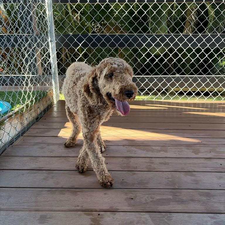 Enlarge Dolly, a Adoption Pending mixed breed in Morristown, NJ image 4/5