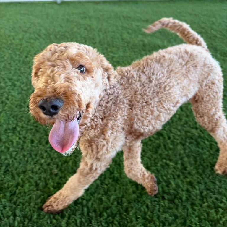 Enlarge Dolly, a Adoption Pending mixed breed in Morristown, NJ image 1/5