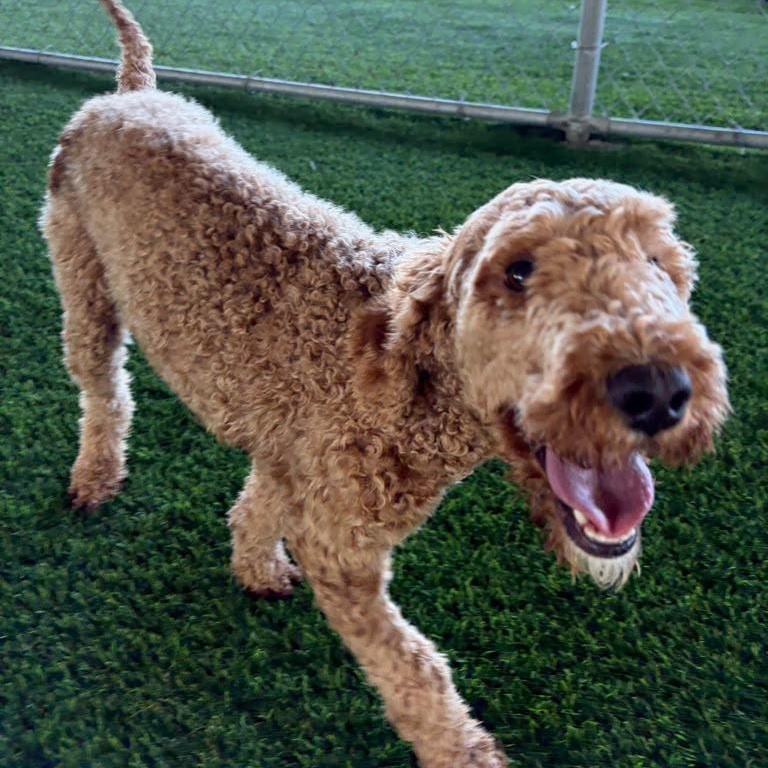 Enlarge Dolly, a Adoption Pending mixed breed in Morristown, NJ image 5/5