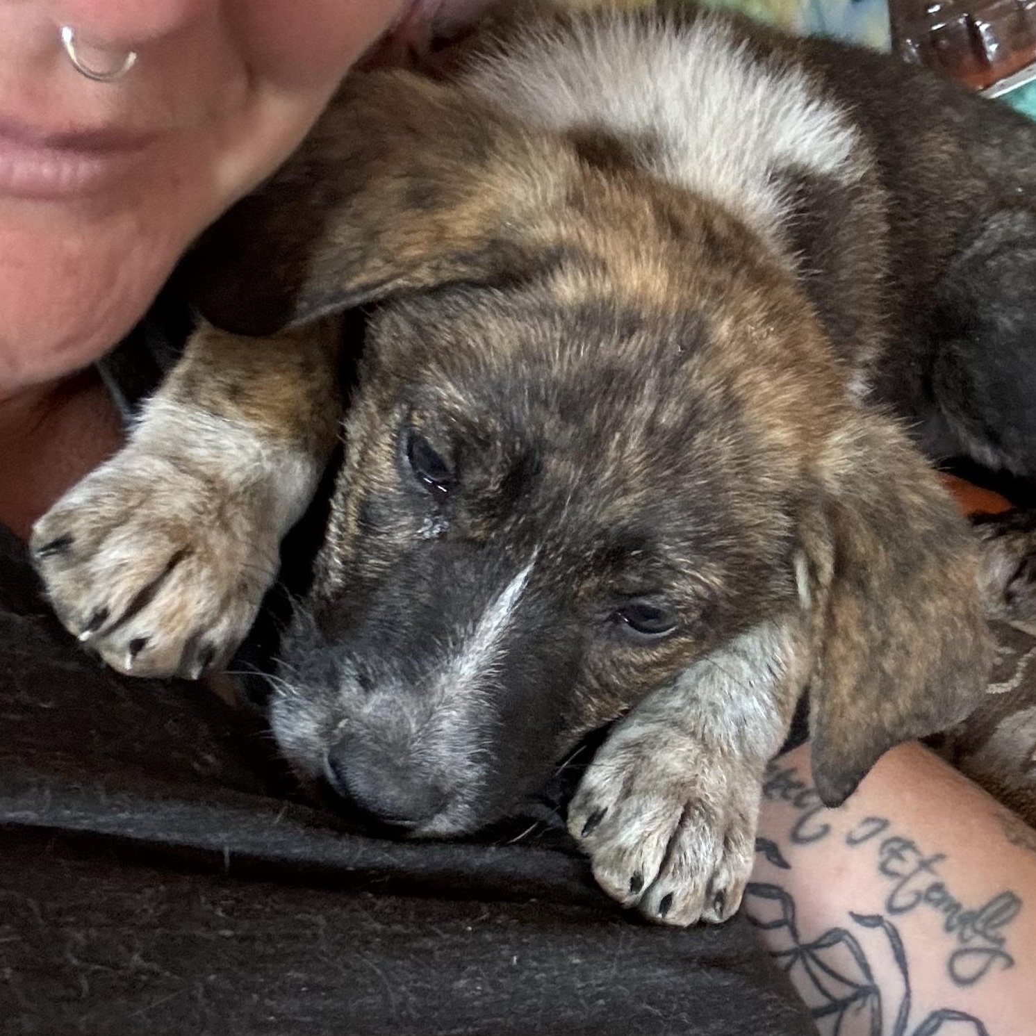 Woody, Adopted, Puppy Female Mixed Breed.