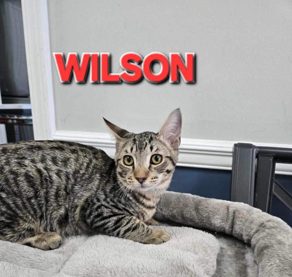 Wilson, Adoptable, Young Male Domestic Short Hair.