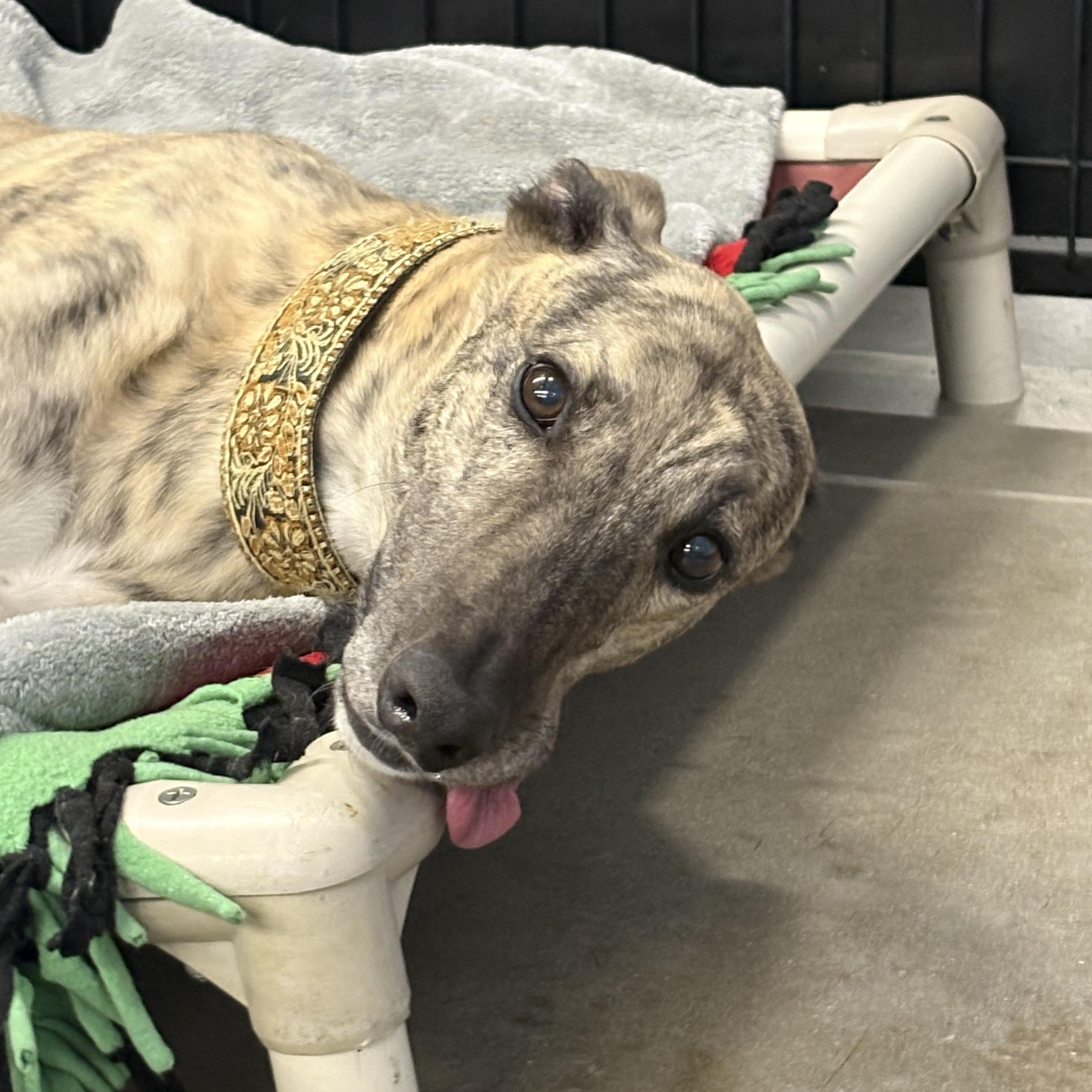 Catan, a Adoptable Greyhound in Swanzey, NH image 2/4