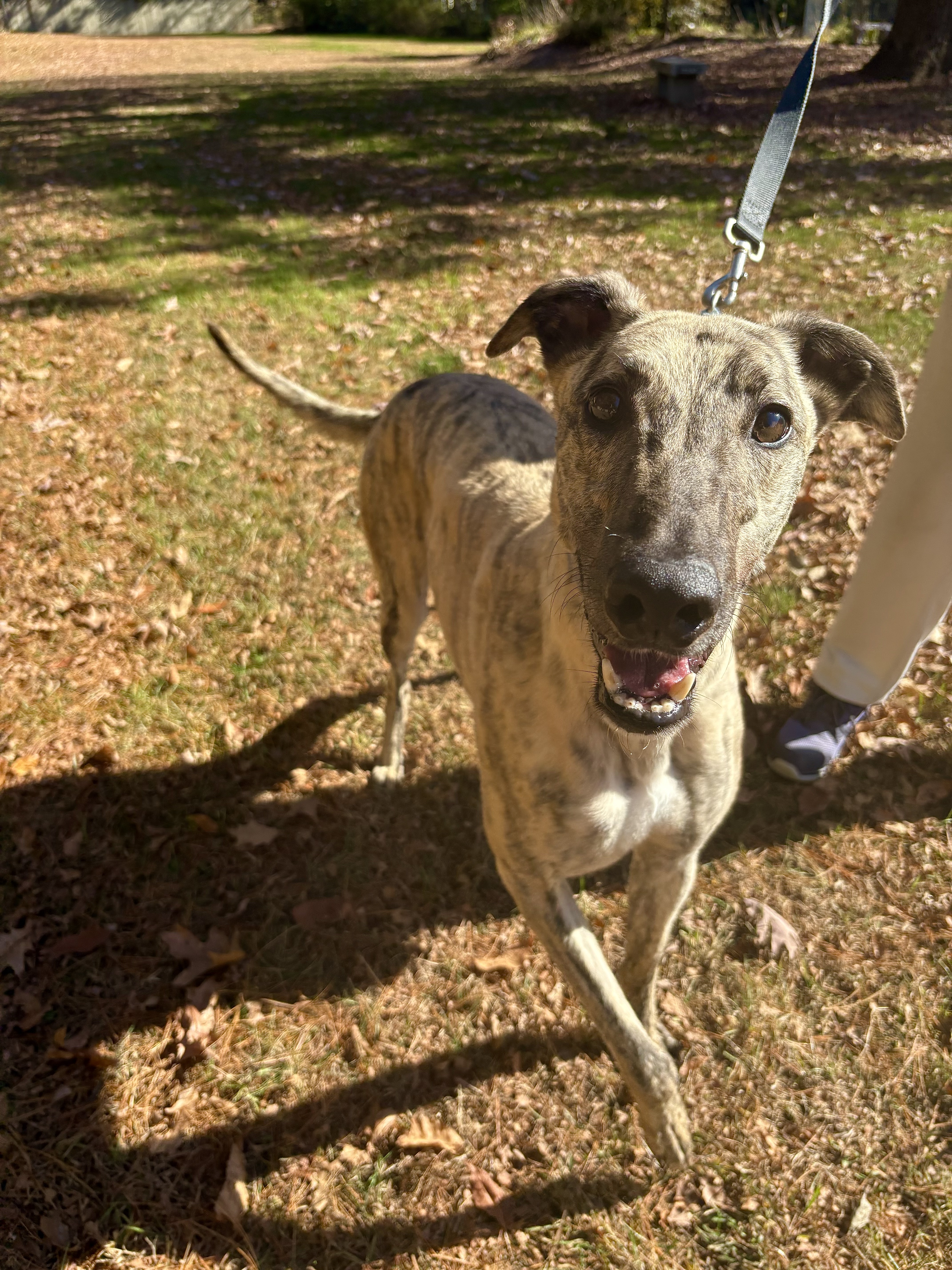 Catan, Adoptable, Adult Male Greyhound.
