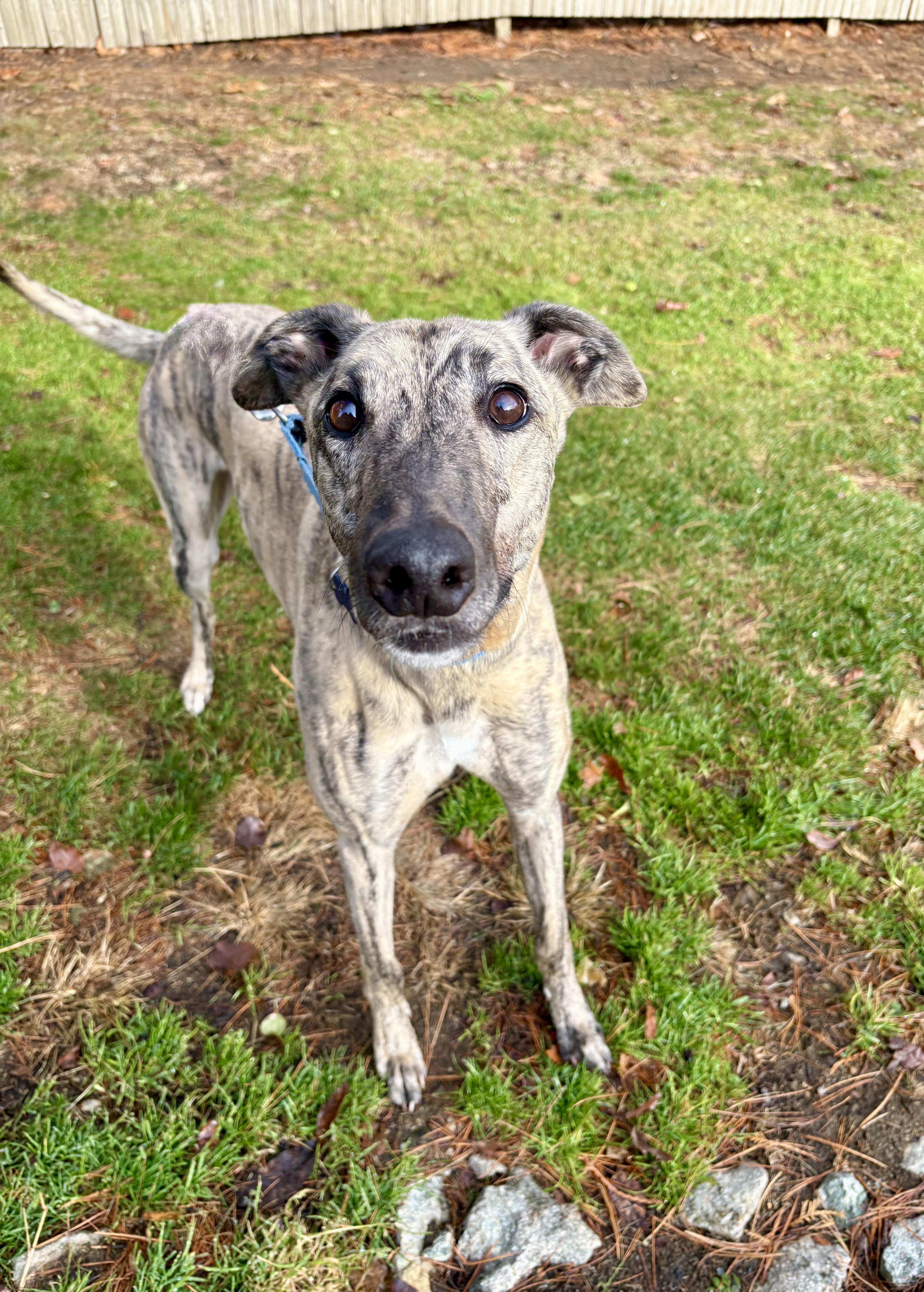 Catan, a Adoptable Greyhound in Swanzey, NH image 3/4