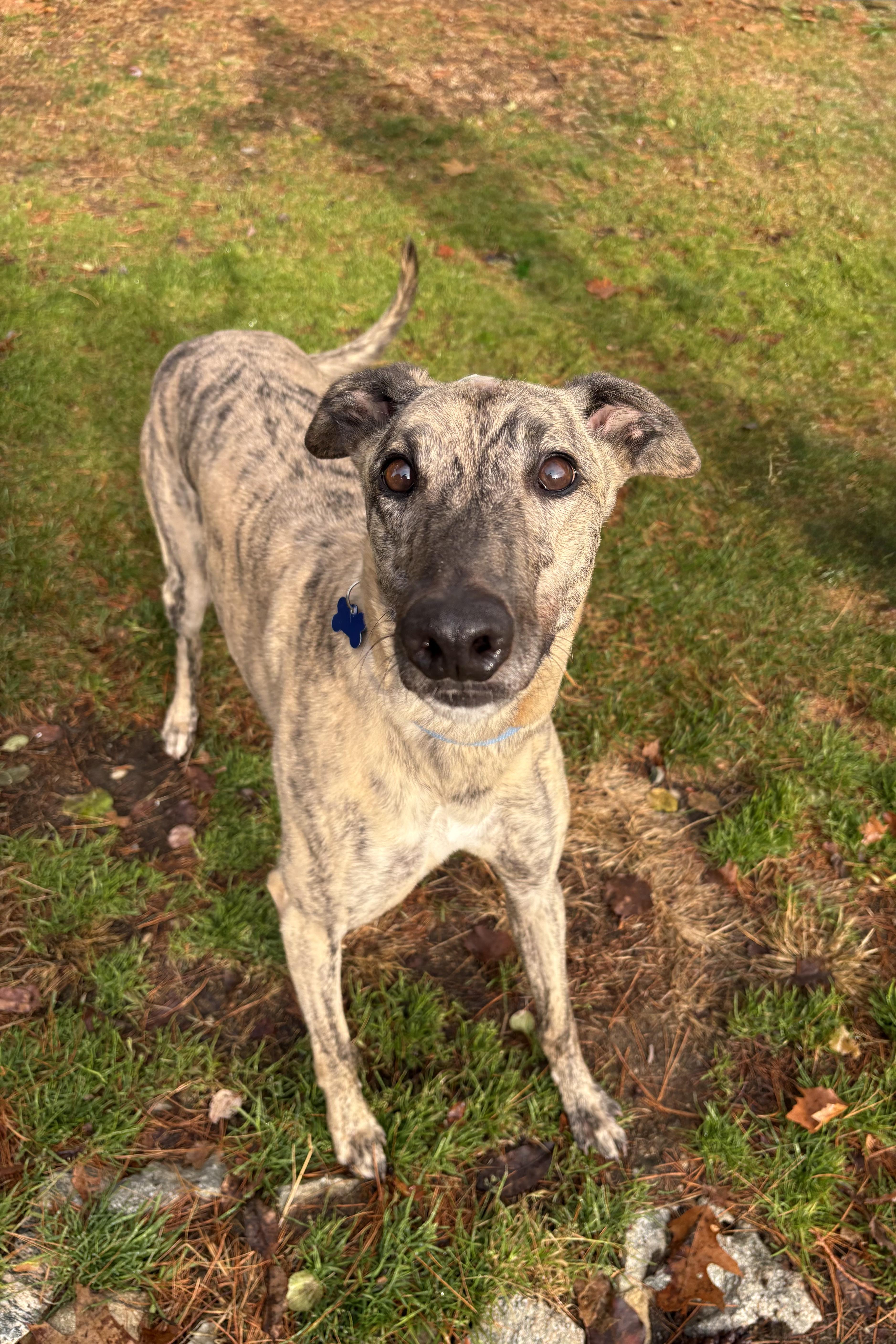 Catan, a Adoptable Greyhound in Swanzey, NH image 4/4