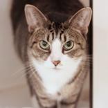 Enlarge Bertha, a Adoptable Domestic Short Hair in Hilliard, OH image 1/1