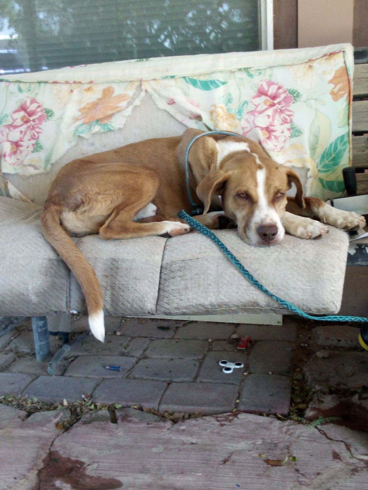 Mr. Barkington, a Adoptable mixed breed in Tonopah, AZ image 1/2