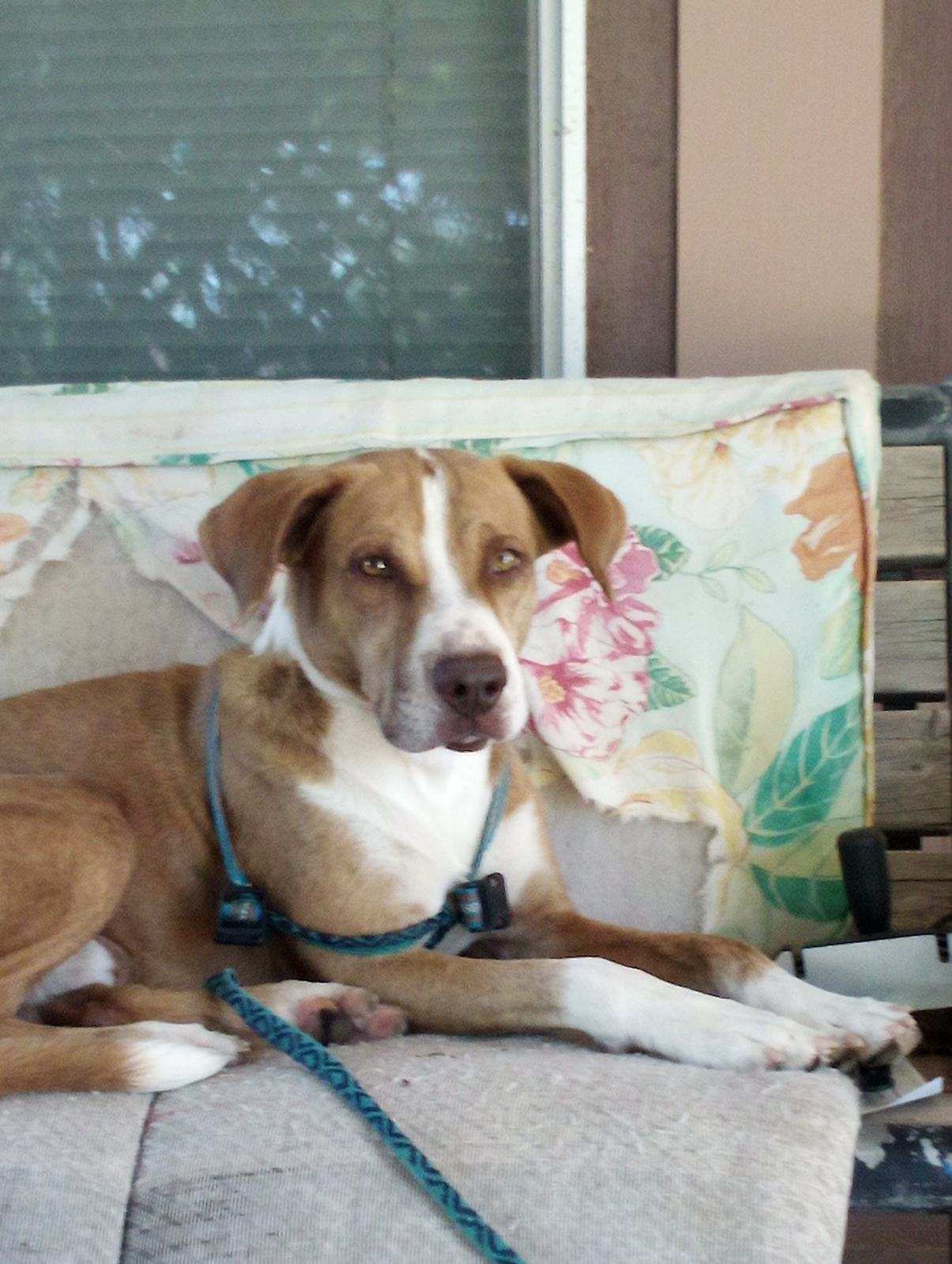 Mr. Barkington, a Adoptable mixed breed in Tonopah, AZ image 2/2