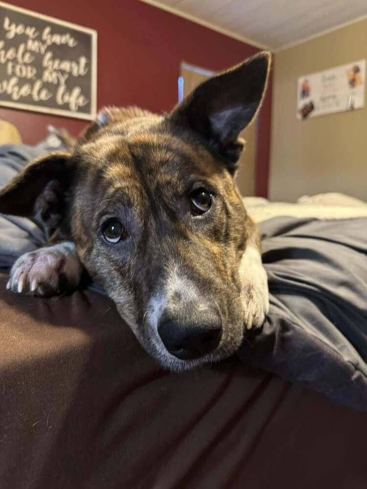 Honey (24-142 D), a Adoptable mixed breed in Lansing, MI image 2/6