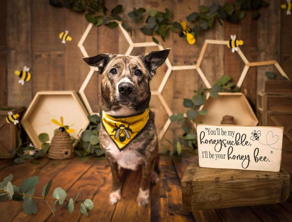 Honey (24-142 D), a Adoptable mixed breed in Lansing, MI image 4/6