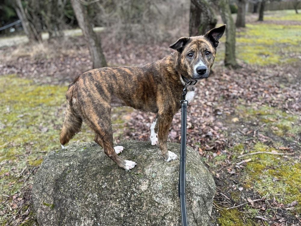 Honey (24-142 D), a Adoptable mixed breed in Lansing, MI image 5/6