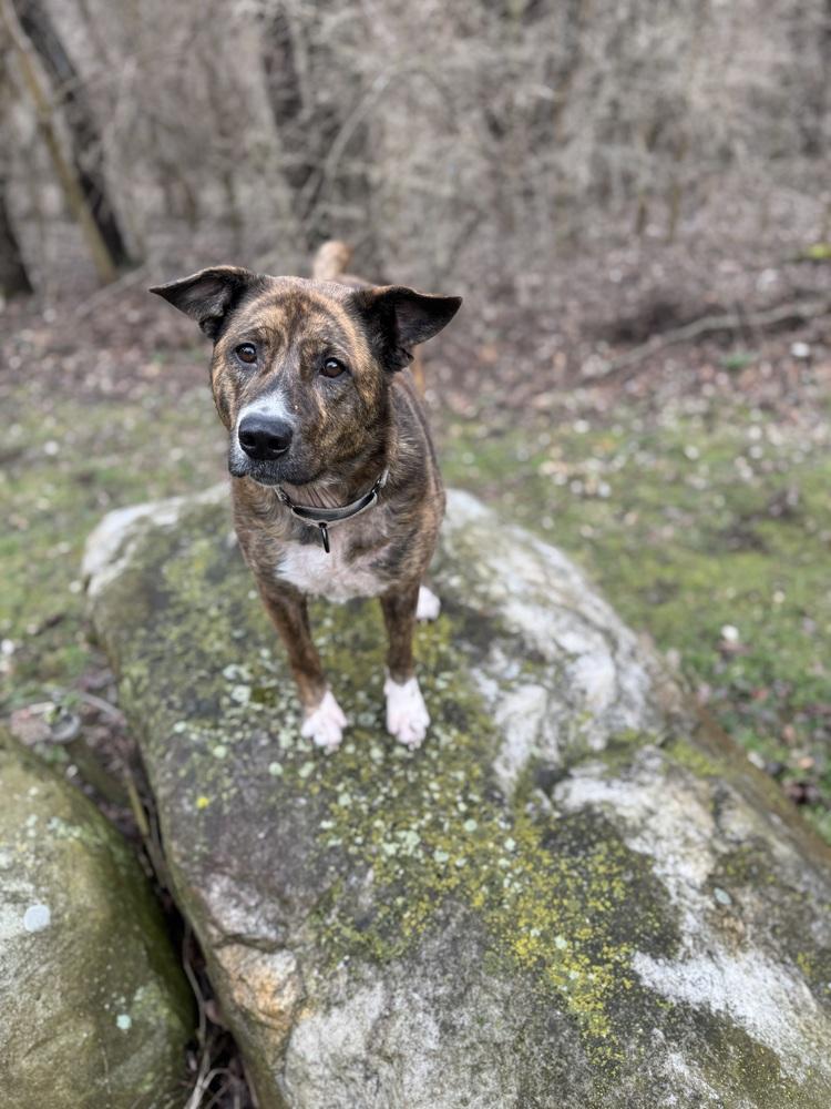 Honey (24-142 D), a Adoptable mixed breed in Lansing, MI image 6/6
