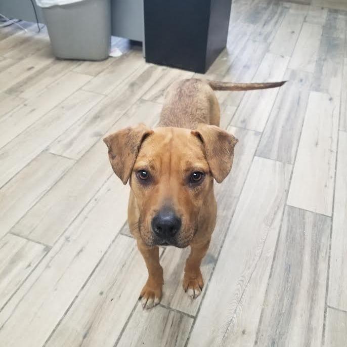 Mary Kate, Adoptable, Young Female Mixed Breed.