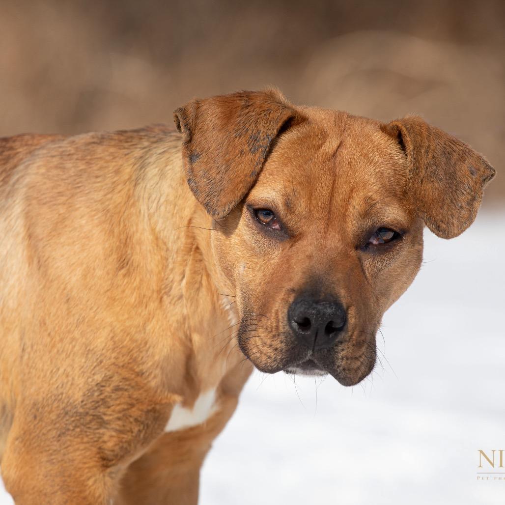 Mary Kate, a Adoptable Mixed Breed in Henderson, KY image 2/3