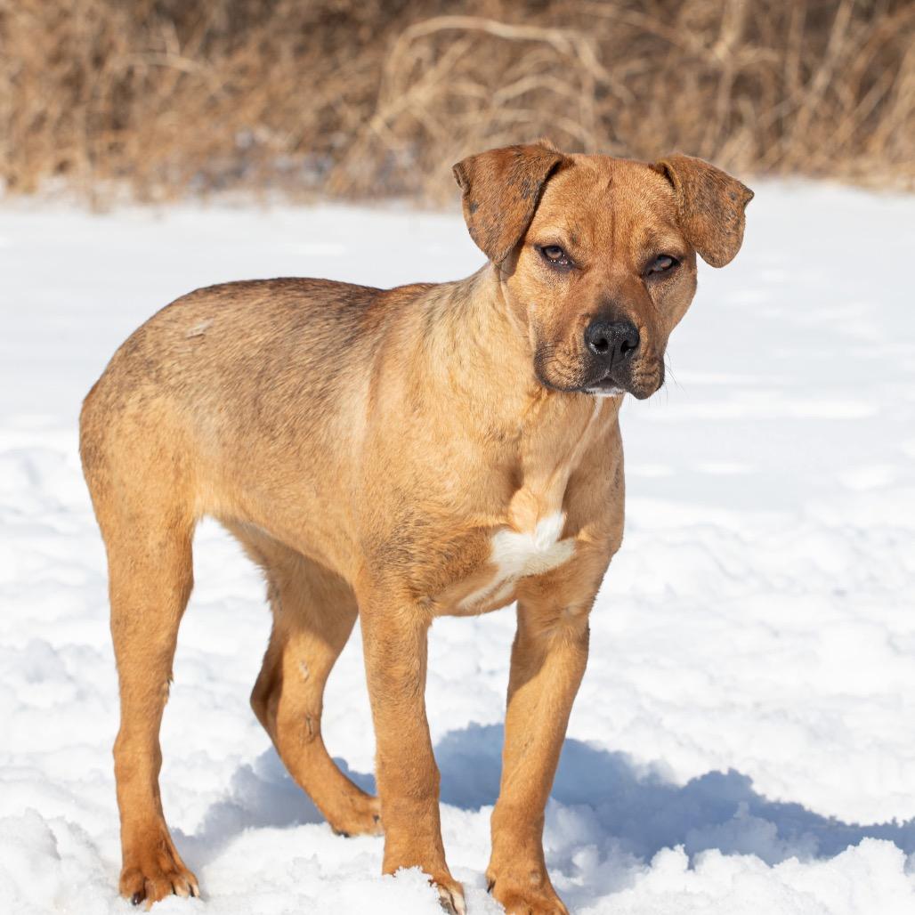 Mary Kate, a Adoptable Mixed Breed in Henderson, KY image 3/3
