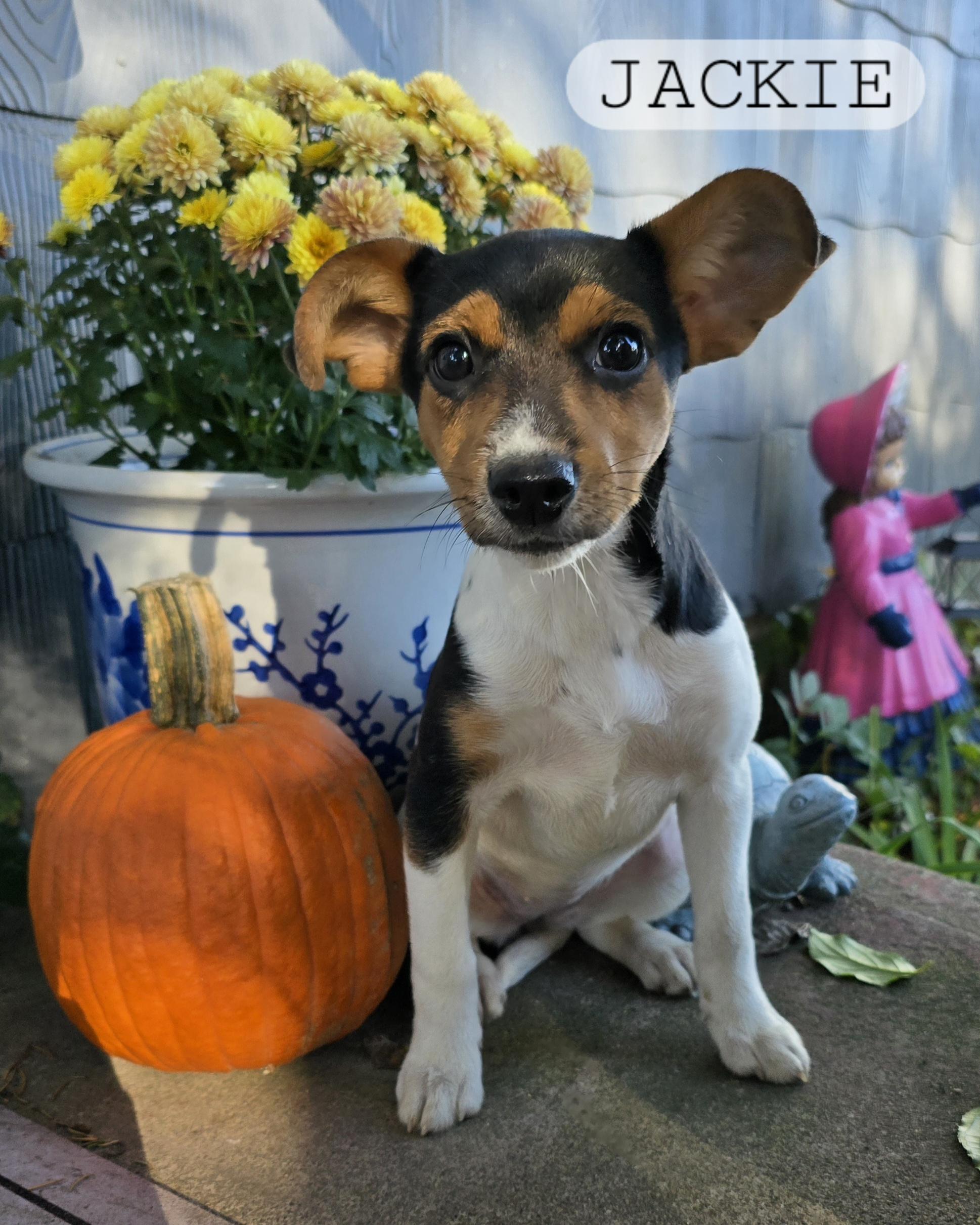 Enlarge Jackie, a Adopted Fox Terrier in Rice Lake, WI image 1/1