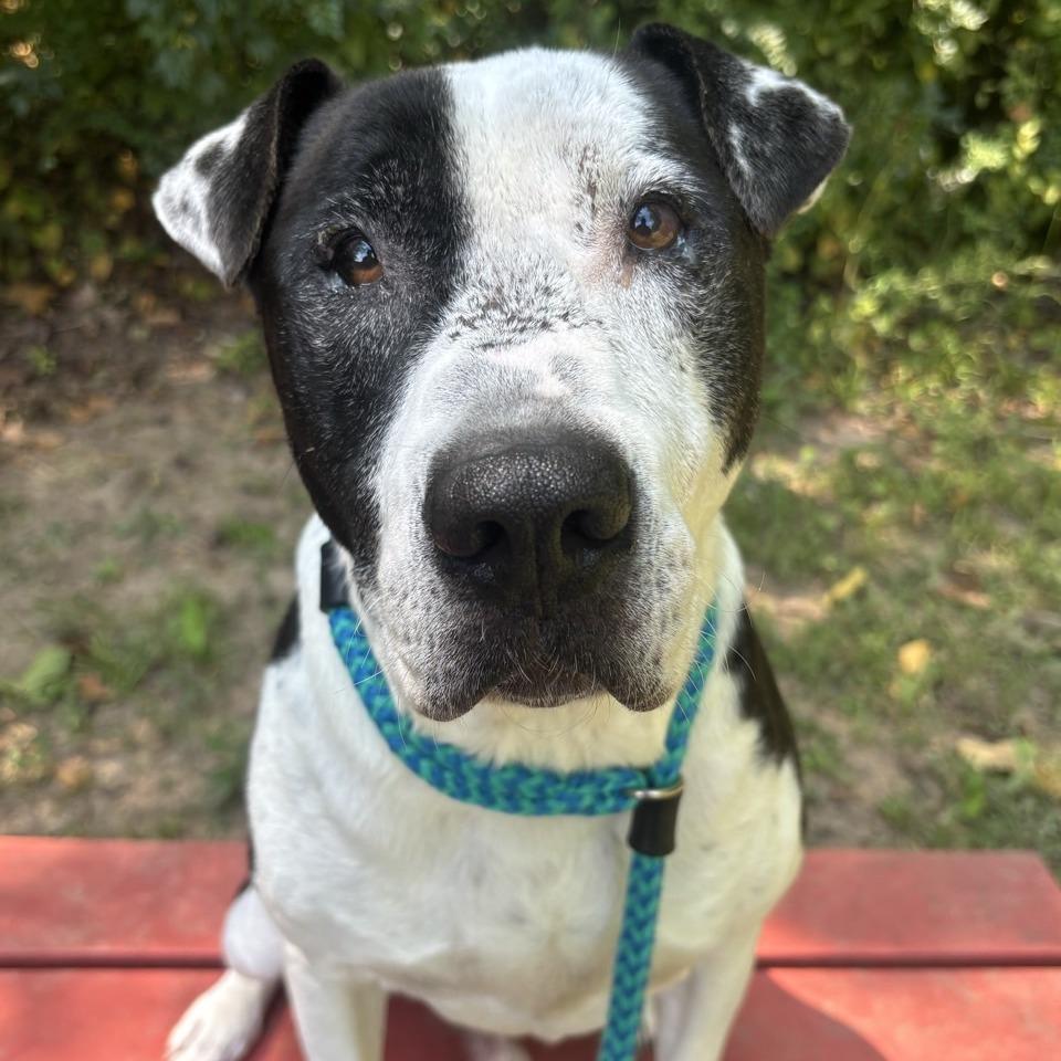 George Ford, Adoptable, Adult Male Mixed Breed & Pit Bull Terrier.