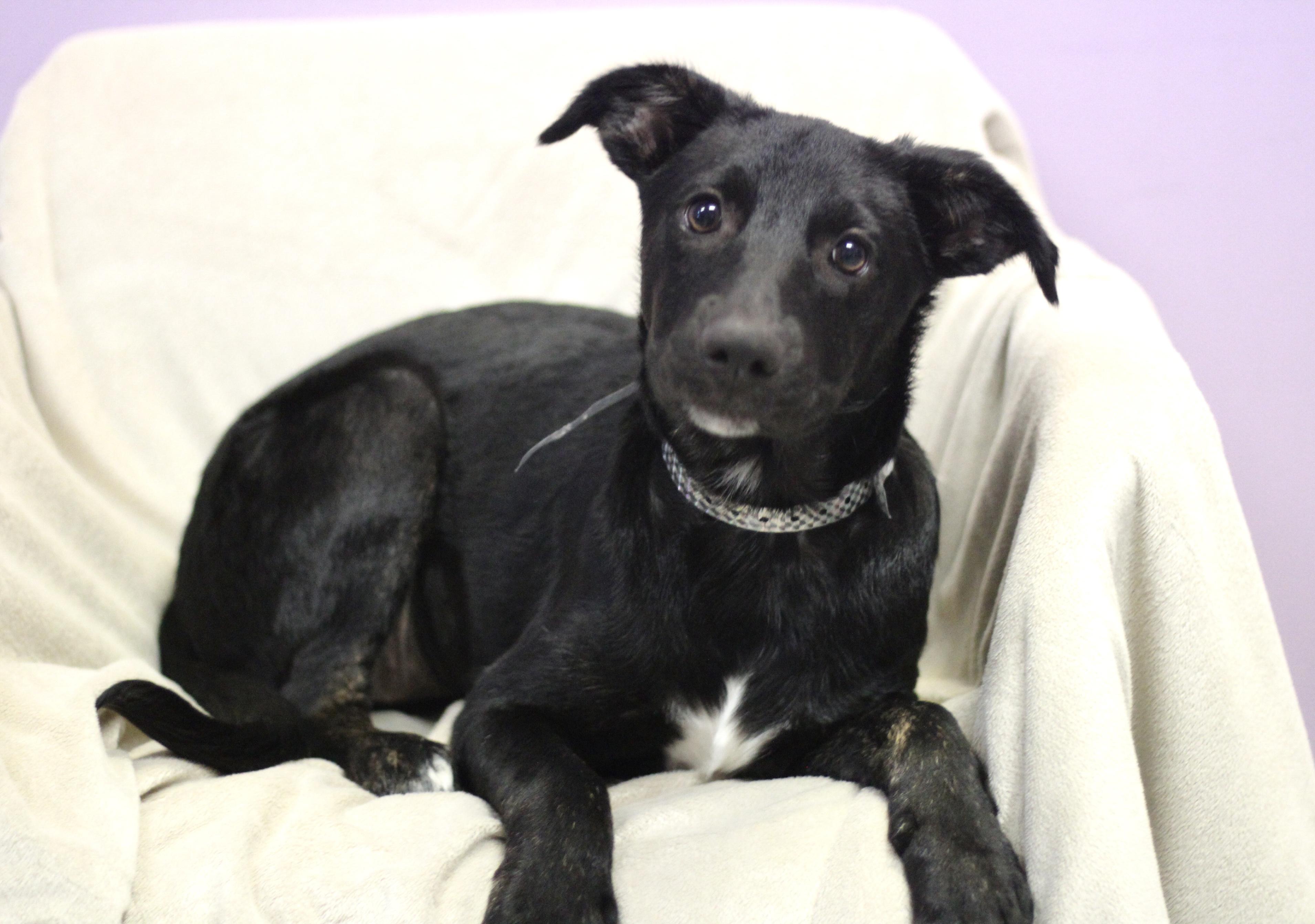Enlarge Virtue in NH. Come Meet our Adoptable Dogs Wednesday-Saturday. More info in Bio, a Adopted mixed breed in Manchester, NH image 1/1