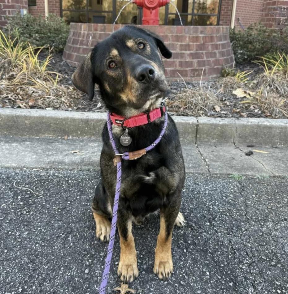 Bear Bryant, Adoptable, Adult Male Shepherd.