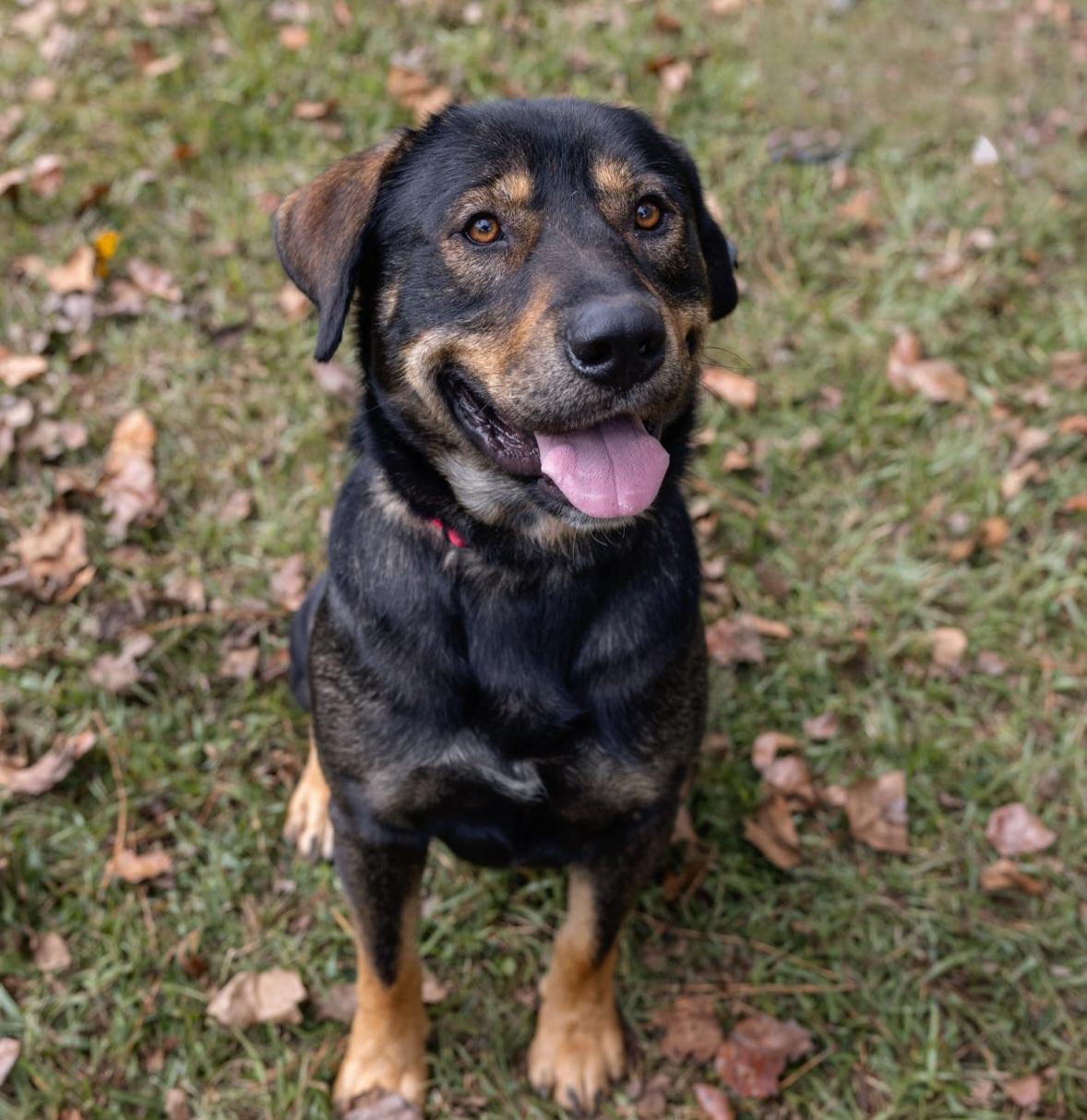 Bear Bryant, a Adoptable mixed breed in Roswell, GA image 2/3