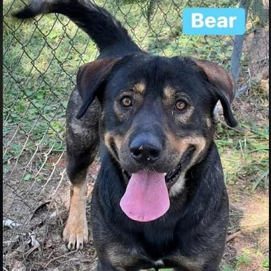 Bear Bryant, Adoptable, Adult Male Shepherd.