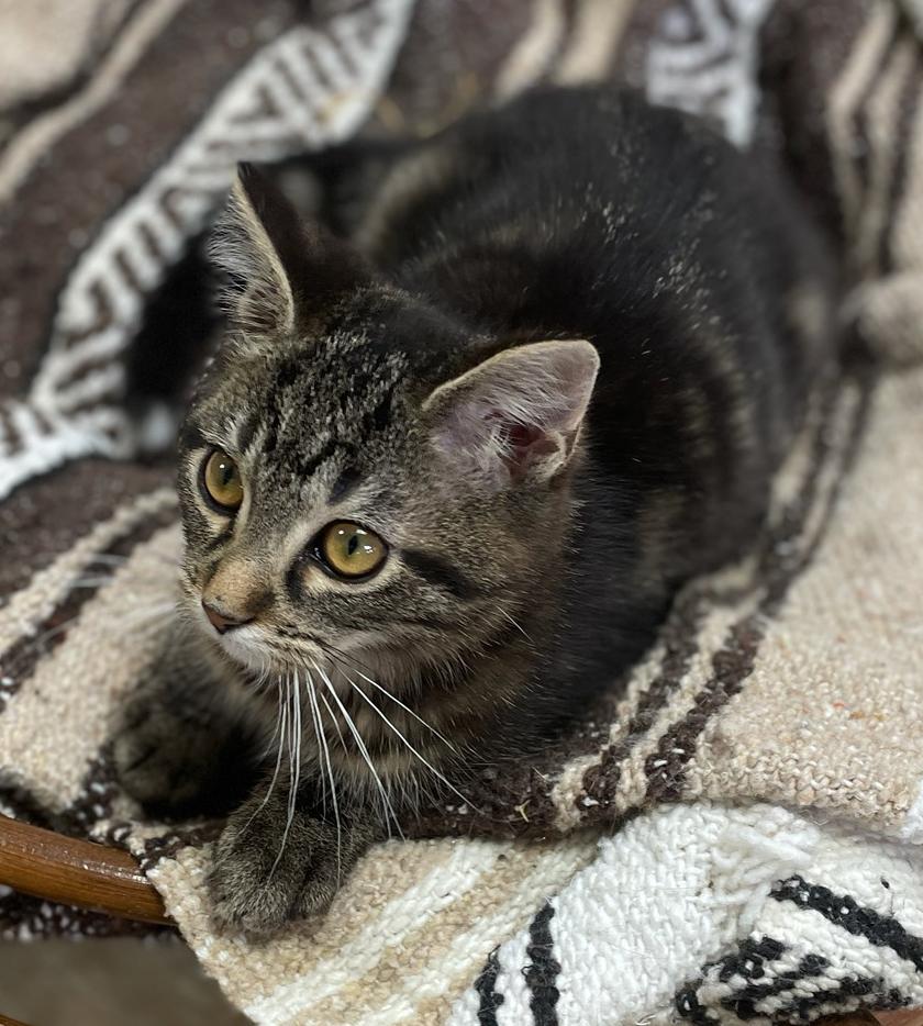 Enlarge O'Malley (Needs to be Adopted w/Littermate), a Adoptable Domestic Short Hair in Neillsville, WI image 5/6