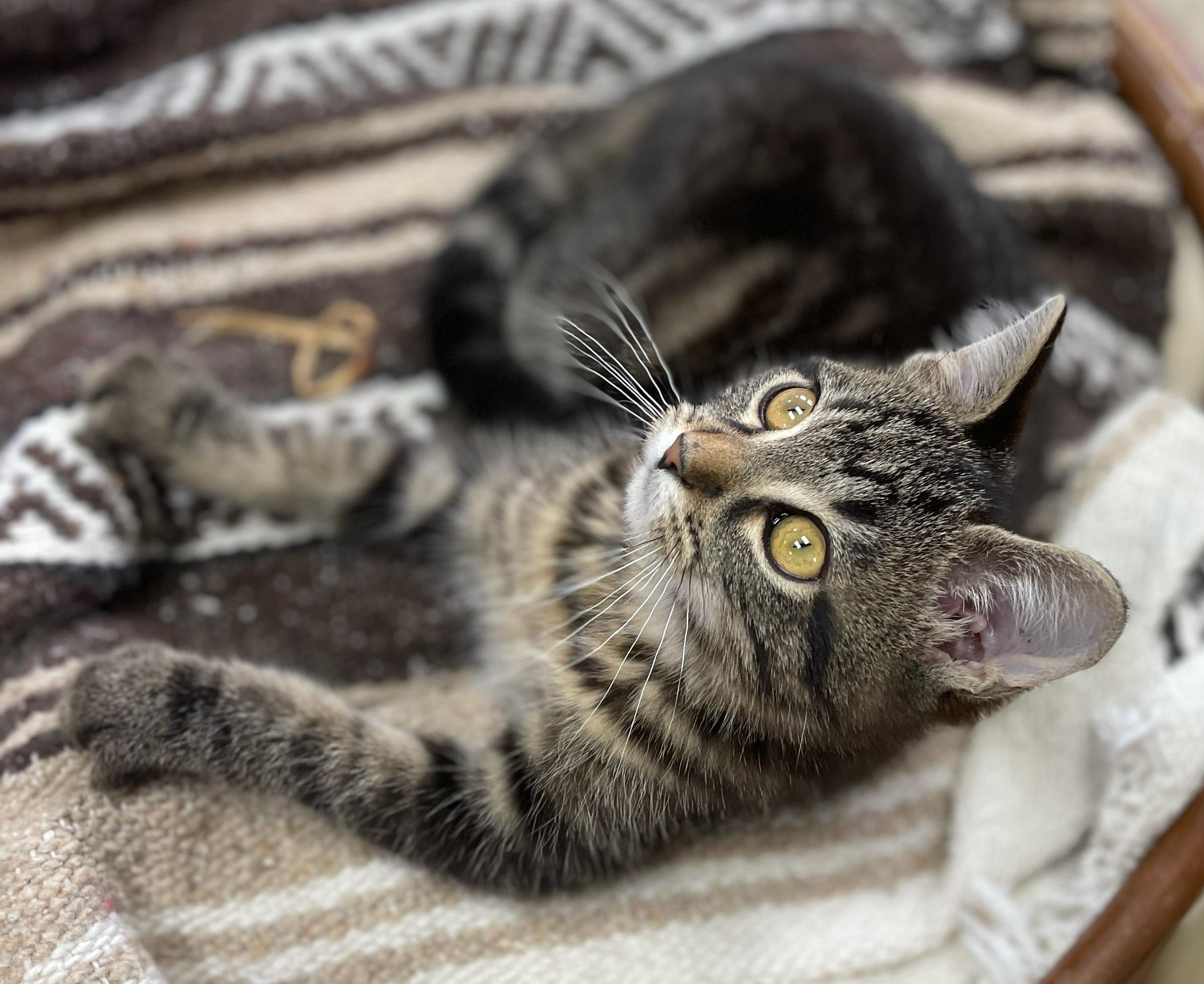 Enlarge O'Malley (Needs to be Adopted w/Littermate), a Adoptable Domestic Short Hair in Neillsville, WI image 3/6
