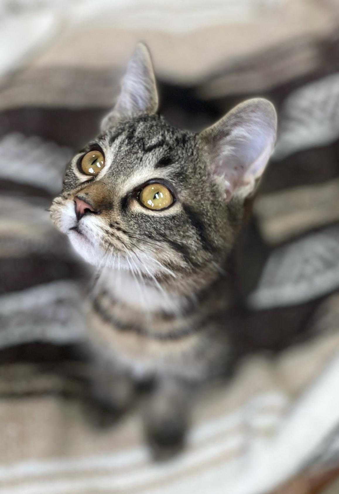 Enlarge O'Malley (Needs to be Adopted w/Littermate), a Adoptable Domestic Short Hair in Neillsville, WI image 2/6