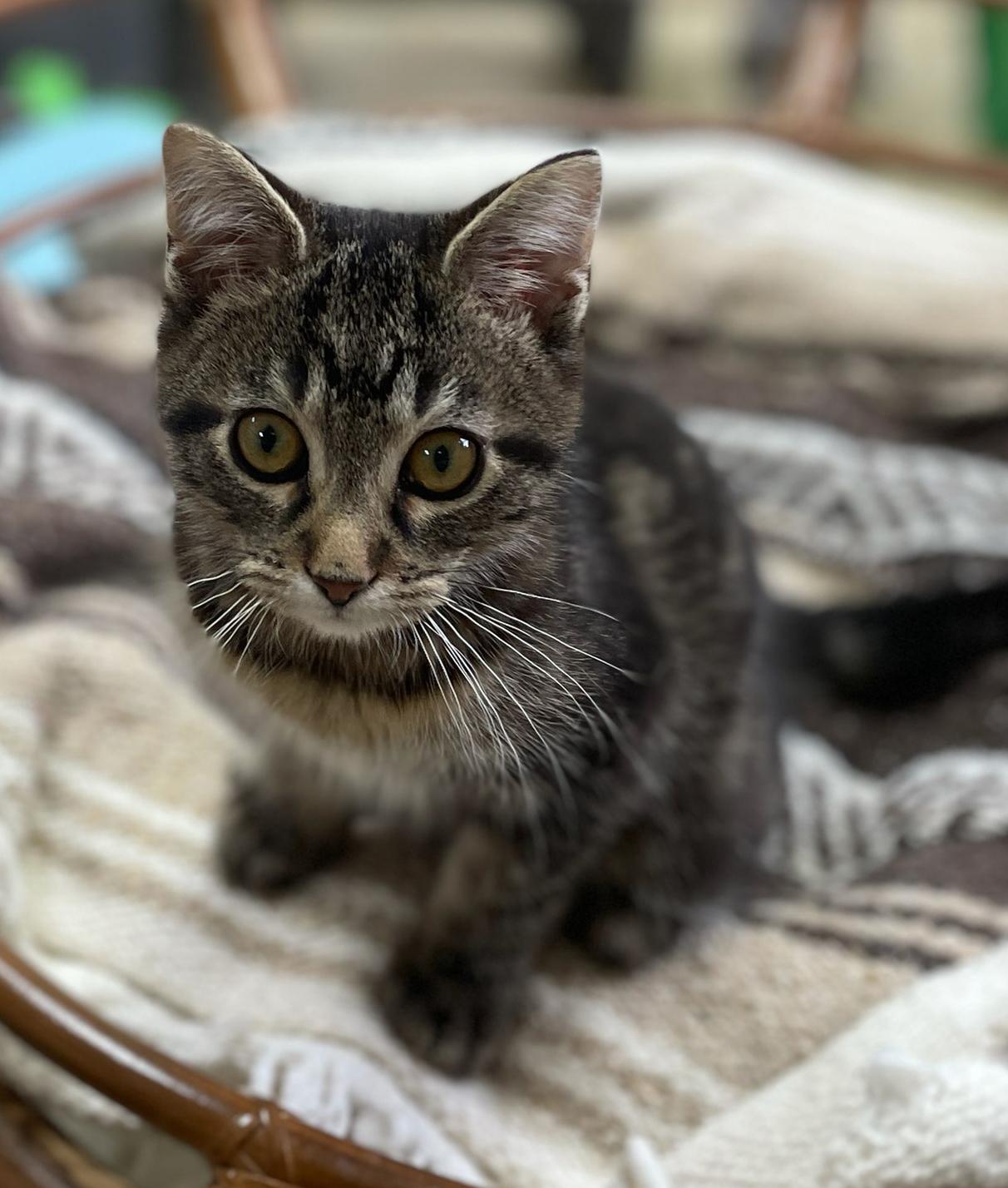 Enlarge O'Malley (Needs to be Adopted w/Littermate), a Adoptable Domestic Short Hair in Neillsville, WI image 4/6
