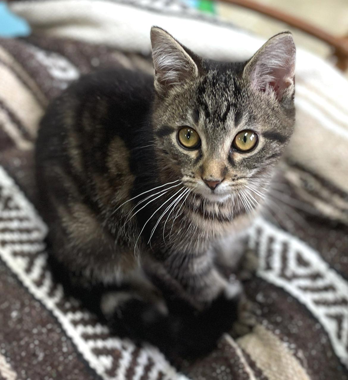 Enlarge O'Malley (Needs to be Adopted w/Littermate), a Adoptable Domestic Short Hair in Neillsville, WI image 1/6