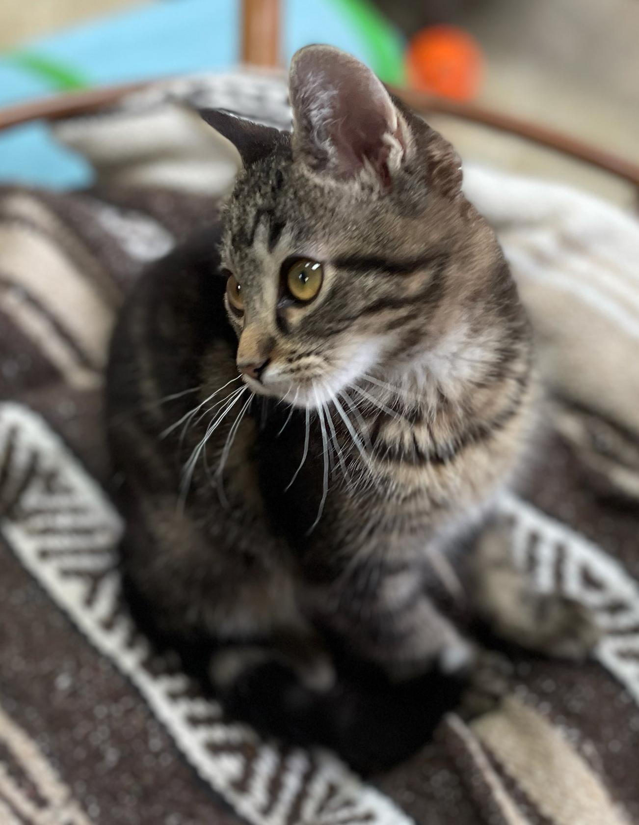 Enlarge O'Malley (Needs to be Adopted w/Littermate), a Adoptable Domestic Short Hair in Neillsville, WI image 6/6
