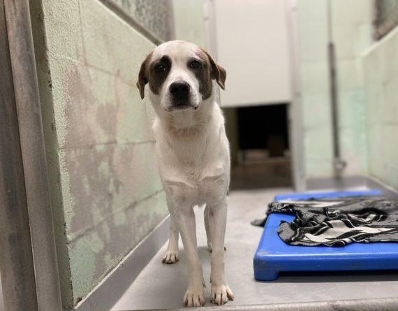 Batman, Adoptable, Adult Male Mixed Breed.