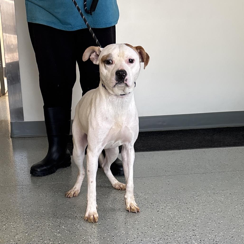 Stingray, Adoptable, Adult Male Terrier & Mixed Breed.