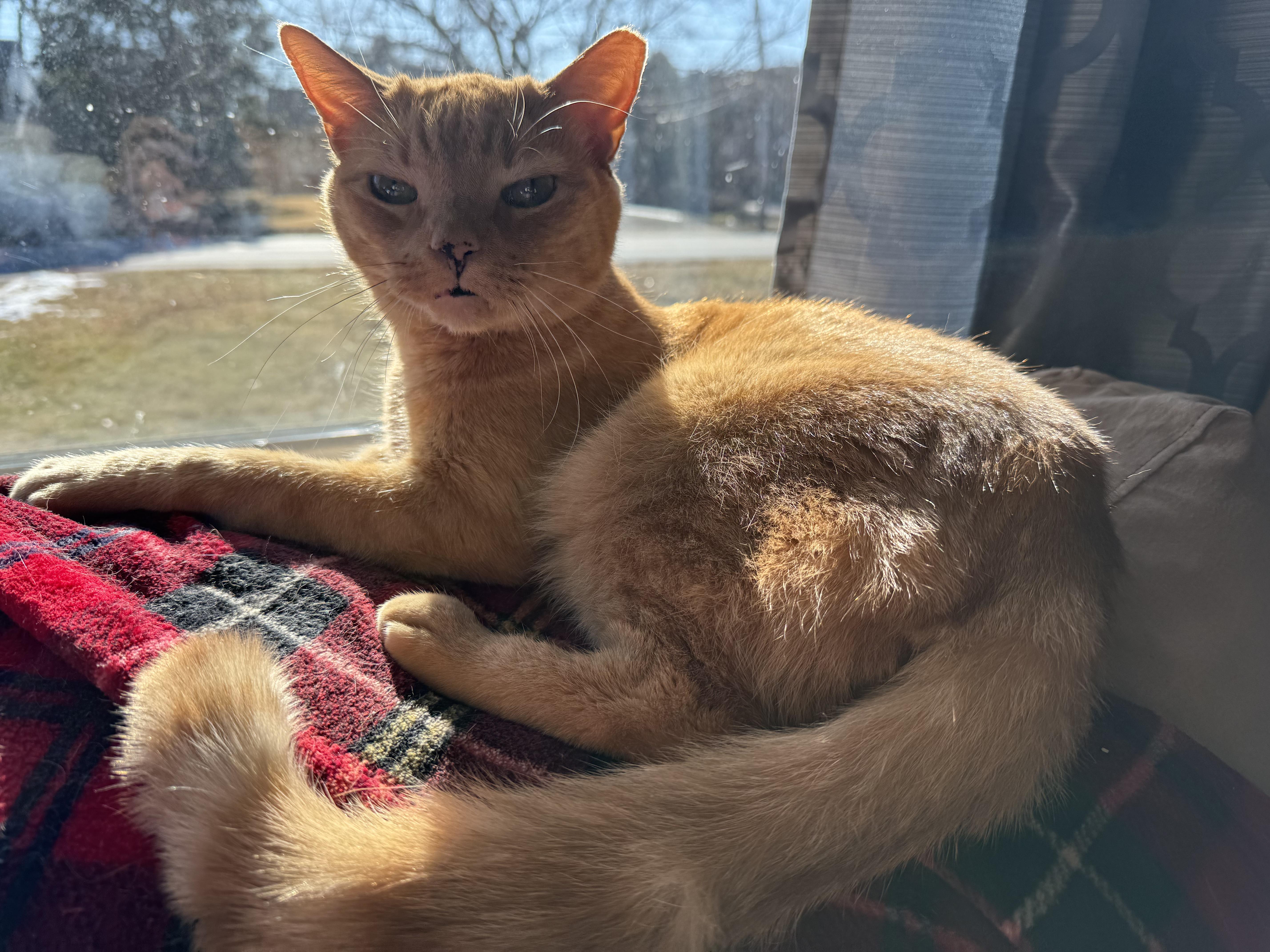 Enlarge Orange Sickle (A.K.A RUSTY), a Adoptable Domestic Short Hair in Warminster, PA image 4/6