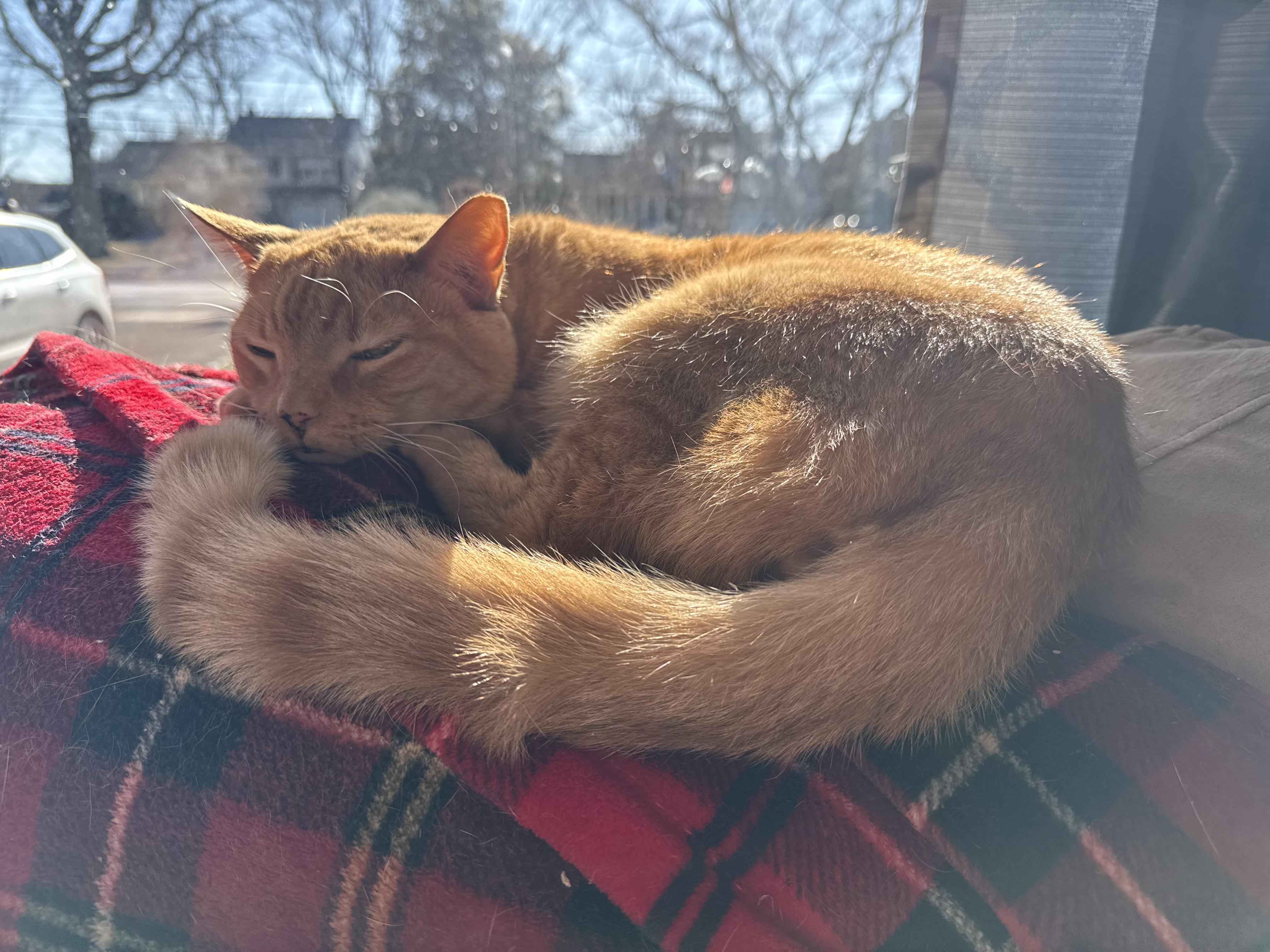 Enlarge Orange Sickle (A.K.A RUSTY), a Adoptable Domestic Short Hair in Warminster, PA image 5/6