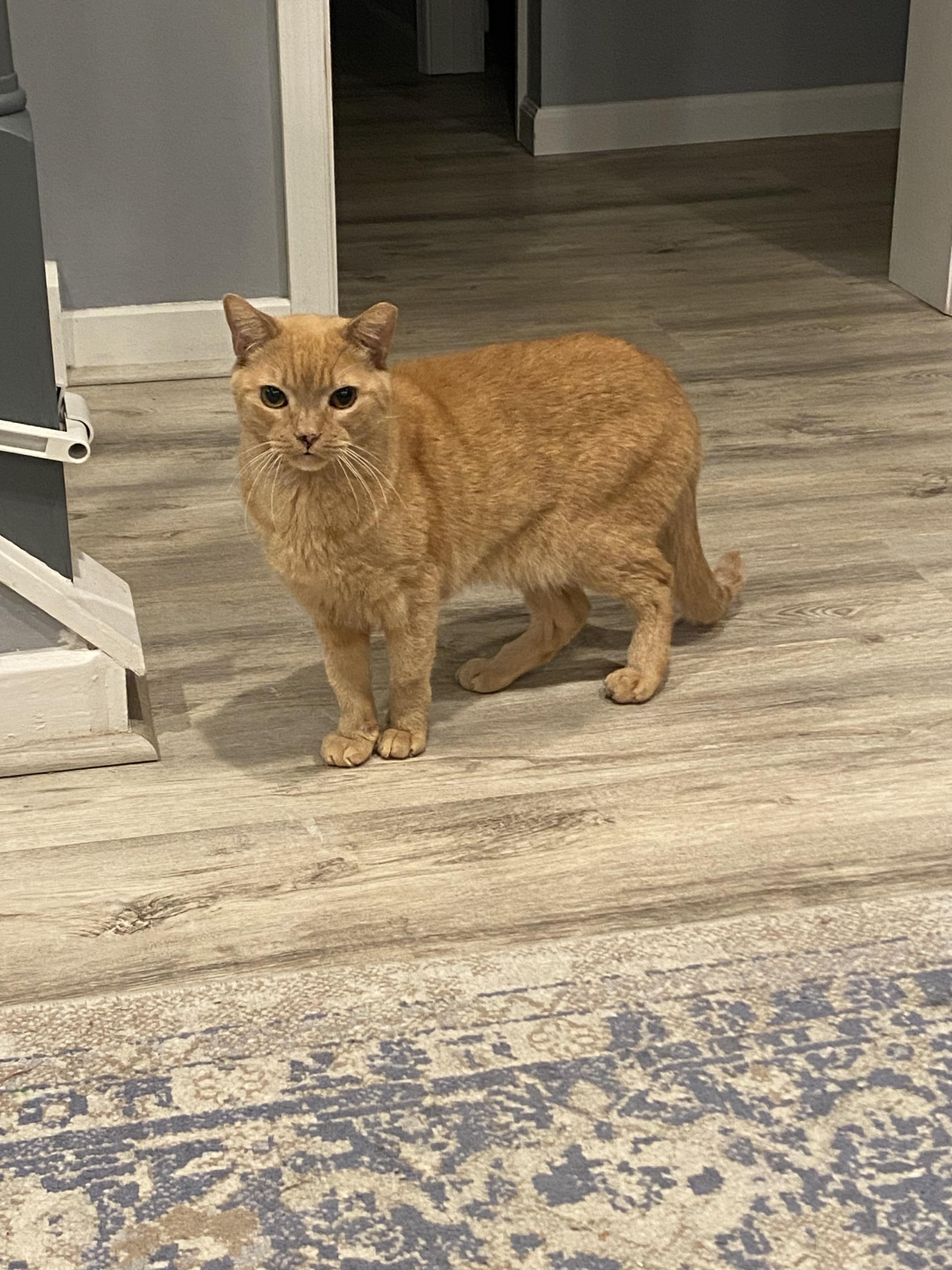 Enlarge Orange Sickle (A.K.A RUSTY), a Adoptable Domestic Short Hair in Warminster, PA image 2/6