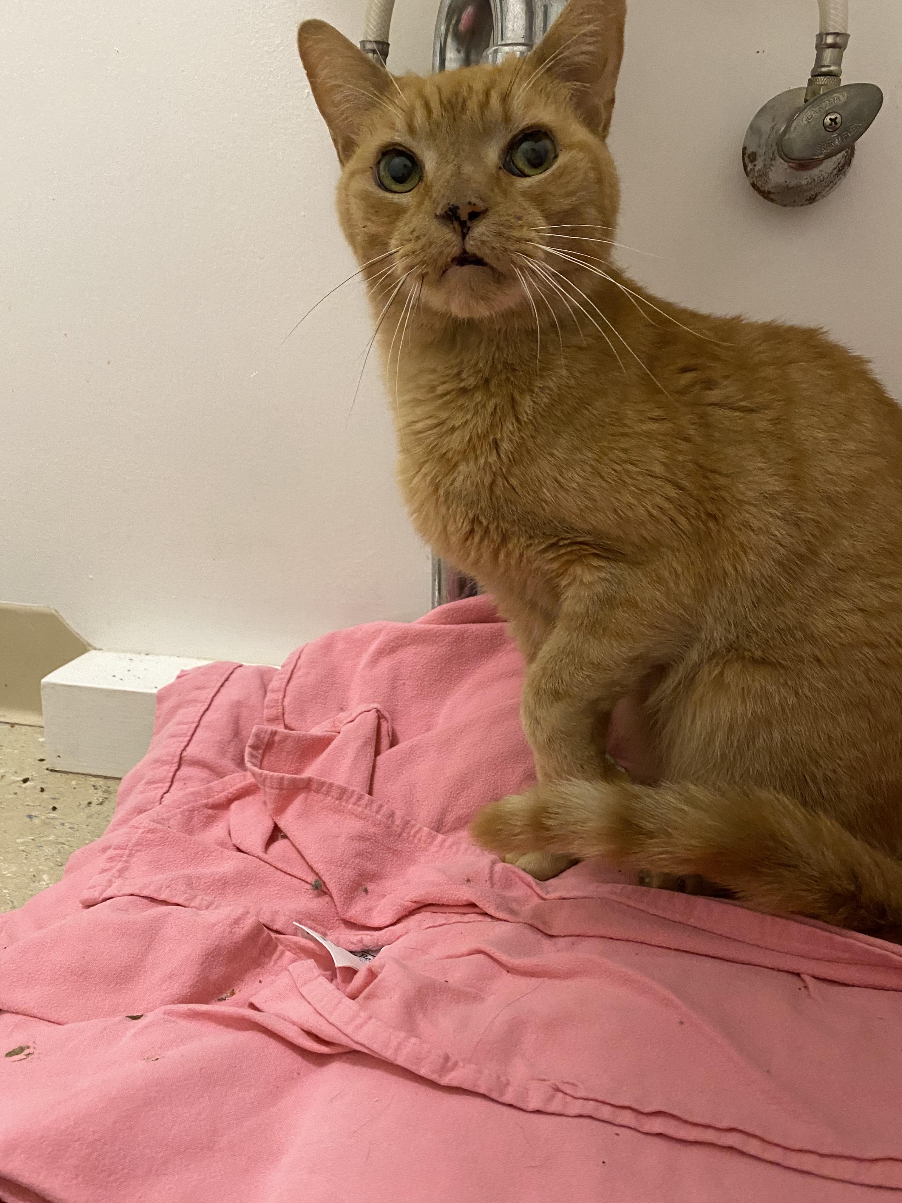 Enlarge Orange Sickle (A.K.A RUSTY), a Adoptable Domestic Short Hair in Warminster, PA image 3/6